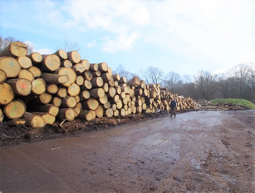 45 years’ experience in the timber industry